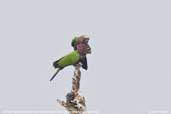 Red-fan Parrot, Cristalino, Mato Grosso, Brazil, December 2006 - click for larger image