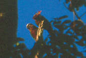 Red-fan Parrot, Presidente Figuereido, Amazonas, Brazil, July 2001 - click for larger image