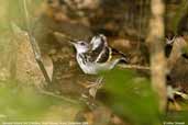 Banded Antbird, Rio Cristalino, Mato Grosso, Brazil, December 2006 - click for larger image