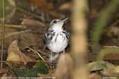 Banded Antbird, Rio Cristalino, Mato Grosso, Brazil, December 2006 - click for larger image