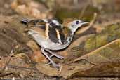 Banded Antbird, Rio Cristalino, Mato Grosso, Brazil, December 2006 - click for larger image