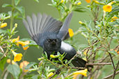 Male White-sided Flowerpiercer, Rio Blanco, Caldas, Colombia, April 2012 - click for larger image