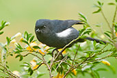 Male White-sided Flowerpiercer, Rio Blanco, Caldas, Colombia, April 2012 - click for larger image