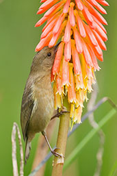 Male White-sided Flowerpiercer, Rio Blanco, Caldas, Colombia, April 2012 - click for larger image