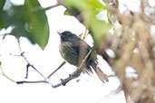 Immature White-sided Flowerpiercer, Abra Patricia, Amazonas, Peru, October 2018 - click for larger image