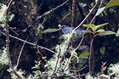 Male White-sided Flowerpiercer, Rio Blanco, Caldas, Colombia, April 2012 - click for larger image