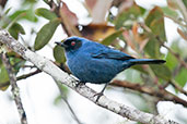 Masked Flowerpiercer, Chingaza, Cundinamarca, Colombia, April 2012 - click for larger image