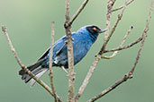 Masked Flowerpiercer, Cerro de Guadalupe, Cundinamarca, Colombia, April 2012 - click for larger image