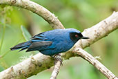 Masked Flowerpiercer, Rio Blanco, Caldas, Colombia, April 2012 - click for larger image