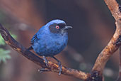 Masked Flowerpiercer, Yanacocha, Pichincha, Ecuador, November 2019 - click for larger image