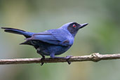 Masked Flowerpiercer, Guango Lodge, Napo, Ecuador, November 2019 - click for larger image