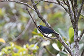 Deep-blue Flowerpiercer, Abra Patricia, Amazonas, Peru, October 2018 - click for larger image