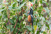 Chestnut-bellied Flowerpiercer, Cerro Montezuma, Tatamá, Risaralda, Colombia, April 2012 - click for larger image