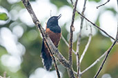 Chestnut-bellied Flowerpiercer, Cerro Montezuma, Tatamá, Risaralda, Colombia, April 2012 - click for larger image