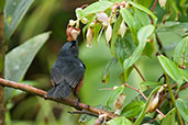 Chestnut-bellied Flowerpiercer, Cerro Montezuma, Tatamá, Risaralda, Colombia, April 2012 - click for larger image