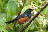 Chestnut-bellied Flowerpiercer, Cerro Montezuma, Tatamá, Risaralda, Colombia, April 2012 - click for larger image