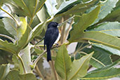 Black Flowerpiercer, Antisana Reserve, Napo, Ecuador, November 2019 - click for larger image