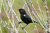 Glossy Flowerpiercer, Chingaza, Cundinamarca, Colombia, April 2012 - click for larger image