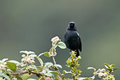 Glossy Flowerpiercer, Chingaza, Cundinamarca, Colombia, April 2012 - click for larger image