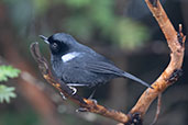 Glossy Flowerpiercer, Yanacocha Reserve, Pichincha, Ecuador, November 2019 - click for larger image