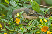 Female Rusty Flowerpiercer, Santa Marta Mountains, Magdalena, Colombia, April 2012 - click for larger image