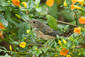 Female Rusty Flowerpiercer, Santa Marta Mountains, Magdalena, Colombia, April 2012 - click for larger image