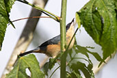 Rusty Flowerpiercer, Abra Patricia, Amazonas, Peru, October 2018 - click for larger image