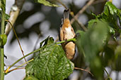 Rusty Flowerpiercer, Abra Patricia, Amazonas, Peru, October 2018 - click for larger image