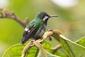 Green Thorntail, Amagusa Reserve, Pichincha, Ecuador, November 2019 - click for larger image