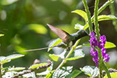 Black-bellied Thorntail, Koepcke Reserve, San Martin, Peru, September 2018 - click for larger image