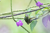 Wire-crested Thorntail, Reserva Arena Blanca, San Martin, Peru, October 2018 - click for larger image