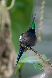 Wire-crested Thorntail, Wildsumaco Lodge, Napo, Ecuador, November 2019 - click for larger image