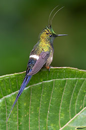 Wire-crested Thorntail, Wildsumaco Lodge, Napo, Ecuador, November 2019 - click for larger image