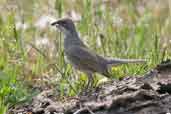 Common Diuca-finch, Los Angeles, Chile, November 2005 - click for larger image