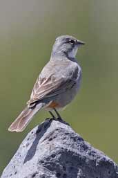 Common Diuca-finch, PN Laguna de Laja, Chile, November 2005 - click for larger image