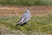 White-winged Diuca-finch, P. N. Lauca, Chile, February 2007 - click for larger image