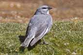 White-winged Diuca-finch, P. N. Lauca, Chile, February 2007 - click for larger image