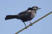 Cuban Blackbird, Santo Tomás, Zapata Swamp, Cuba, February 2005 - click on image for a larger view