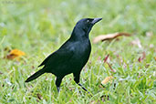 Melodious Blackbird, Tikal, Guatemala, March 2015 - click on image for a larger view