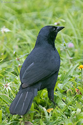 Melodious Blackbird, Tikal, Guatemala, March 2015 - click on image for a larger view