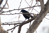 Scrub Blackbird, Bosque de Pomac, Lambayeque, Peru, October 2018 - click for larger image
