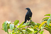 Scrub Blackbird, Rio Silanche, Pichincha, Ecuador, November 2019 - click for larger image