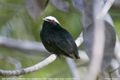 Male White-crowned Manakin, Porto Seguro, Bahia, Brazil, October 2008 - click for larger image