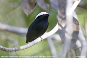 Male White-crowned Manakin, Porto Seguro, Bahia, Brazil, October 2008 - click for larger image