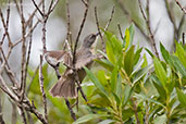 Long-tailed Reed-finch, Itatiaia, Rio de Janeiro, Brazil, November 2008 - click on image for a larger view