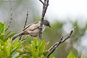 Long-tailed Reed-finch, Itatiaia, Rio de Janeiro, Brazil, November 2008 - click on image for a larger view