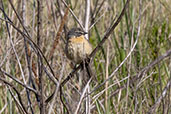 Long-tailed Reed-finch, Urupema, Santa Caterina, Brazil, October 2022 - click on image for a larger view