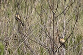 Long-tailed Reed-finch, Urupema, Santa Caterina, Brazil, October 2022 - click on image for a larger view