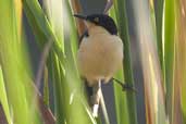 Black-capped Donacobius, Aguas de São Pedro, São Paulo, Brazil, August 2004 - click for larger image