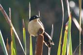 Black-capped Donacobius, Aguas de São Pedro, São Paulo, Brazil, August 2004 - click for larger image